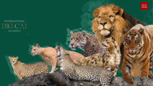 भारत बना बिग कैट संरक्षण का वैश्विक मंच!