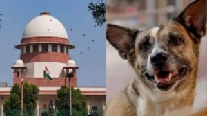 सुप्रीम कोर्ट का फैसला: नसबंदी और टीकाकरण के बाद ही छोड़े जाएं आवारा कुत्ते, आक्रामक कुत्तों पर रोक