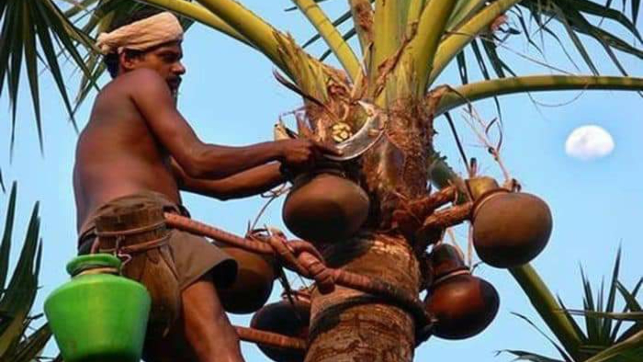 पथनीर: ताड़ के अमृत की परंपरा और स्वास्थ्यवर्धक गुण | तमिलनाडु की अनोखी विरासत