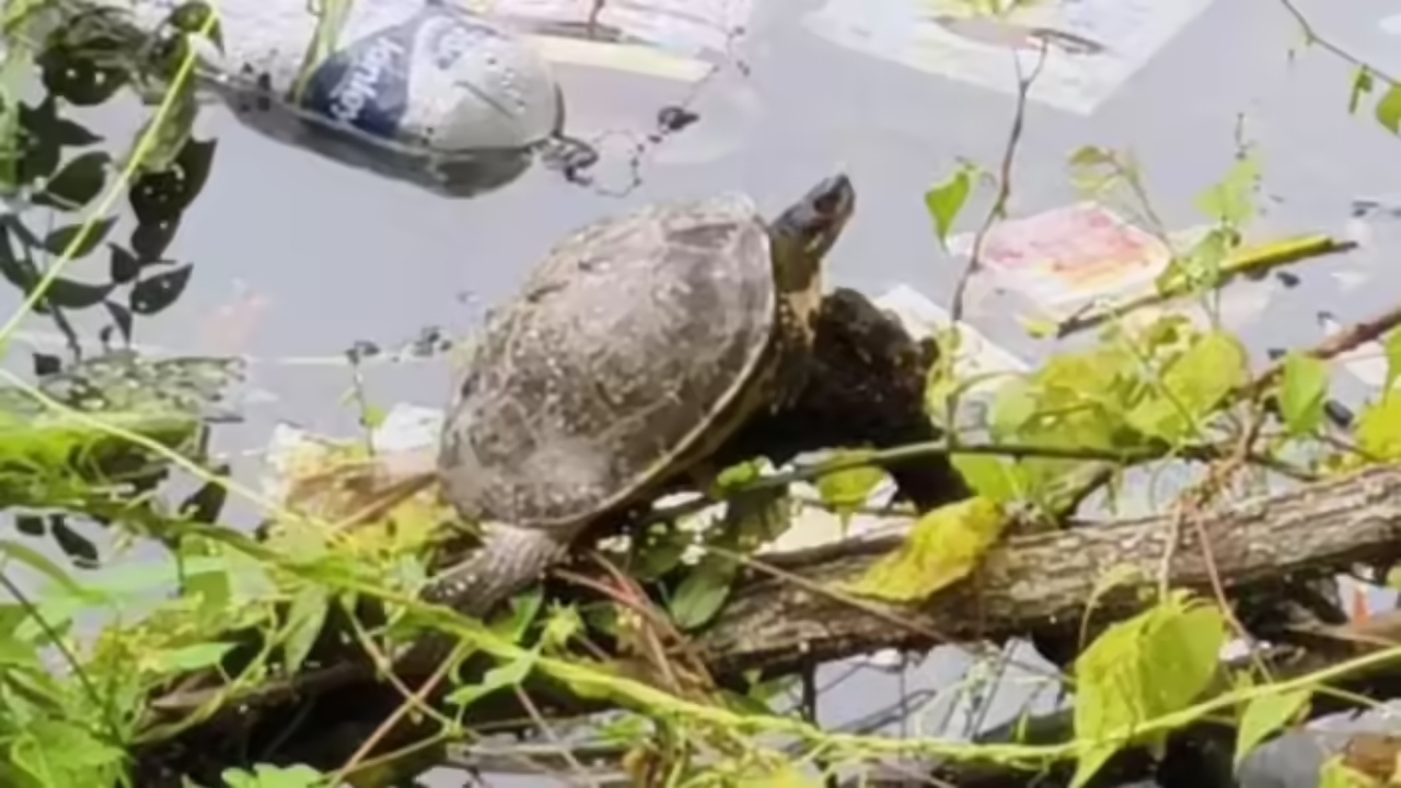 नैनीताल की नैनी झील में पहली बार दिखे कछुए, पर्यावरणविदों ने जताई चिंता