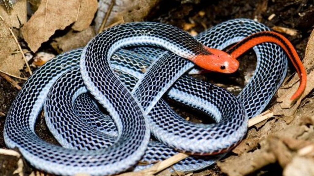 दुनिया के 7 सबसे ज़हरीले साँप