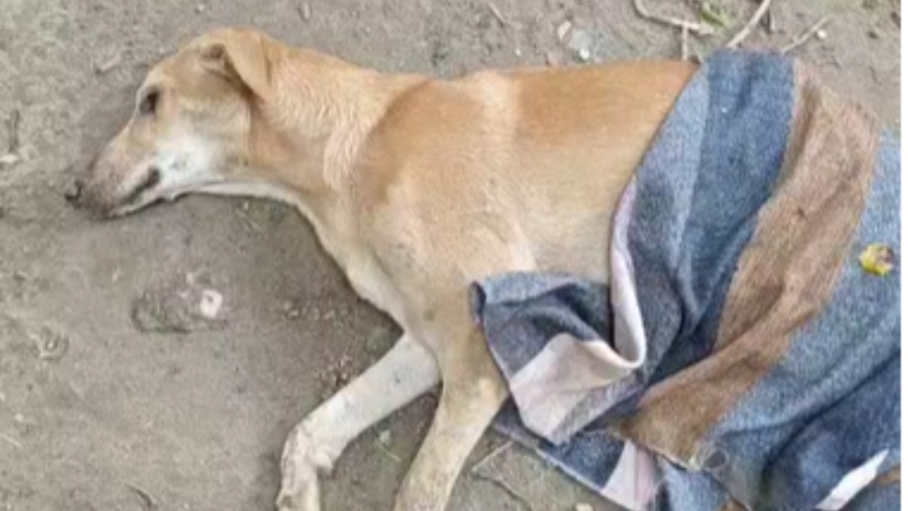 Delhi Stray Dogs