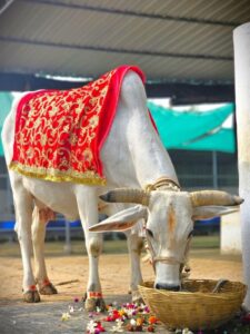 Shradh Paksha में गाय को रोटी क्यों खिलाई जाती है?