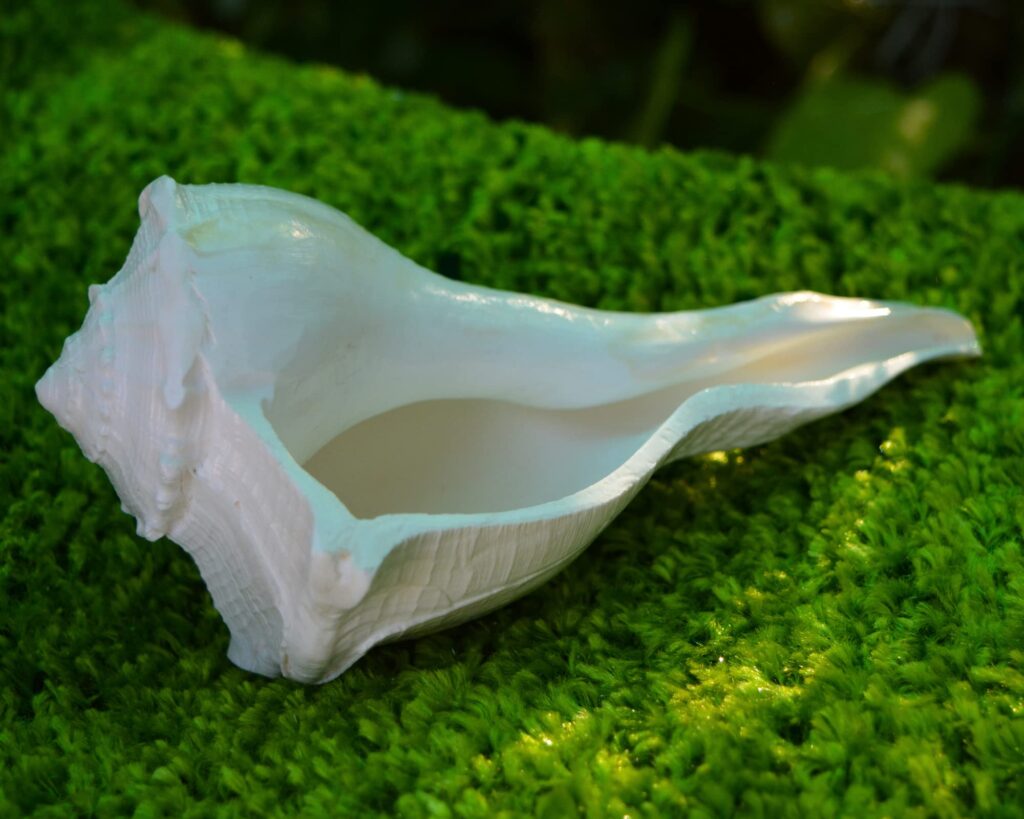 The sacred Dakshinavarti Shankh — symbol of Goddess Lakshmi and prosperity.