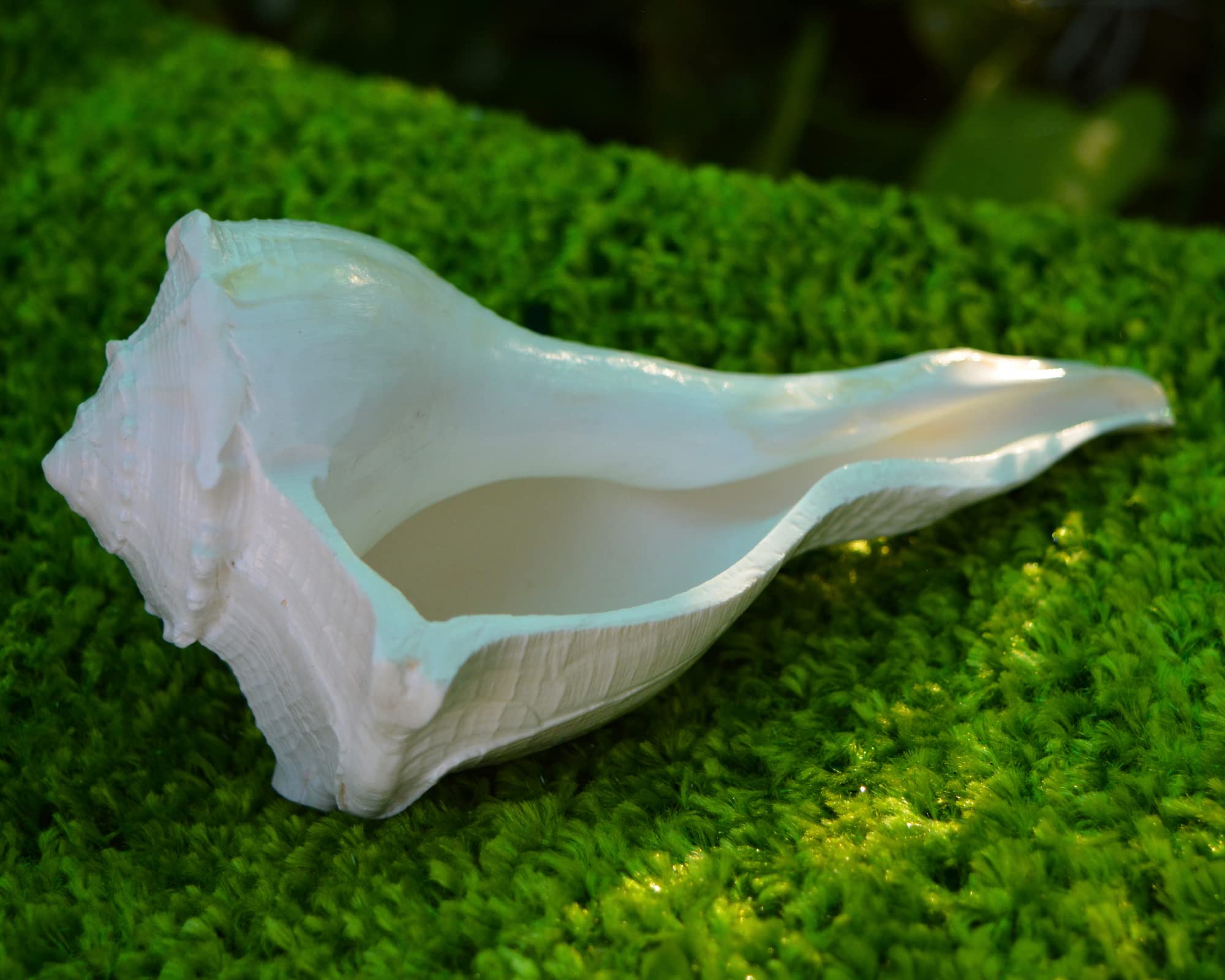 The sacred Dakshinavarti Shankh — symbol of Goddess Lakshmi and prosperity.