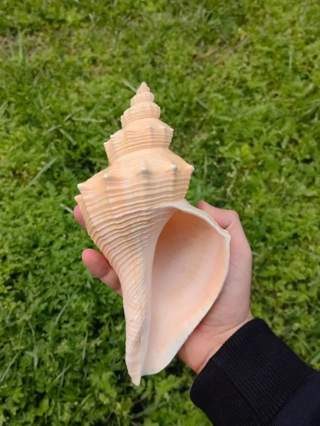 The Sacred Power of Dakshinavarti Shankh