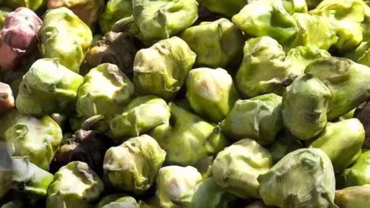 Water chestnut (Singhada) (6)