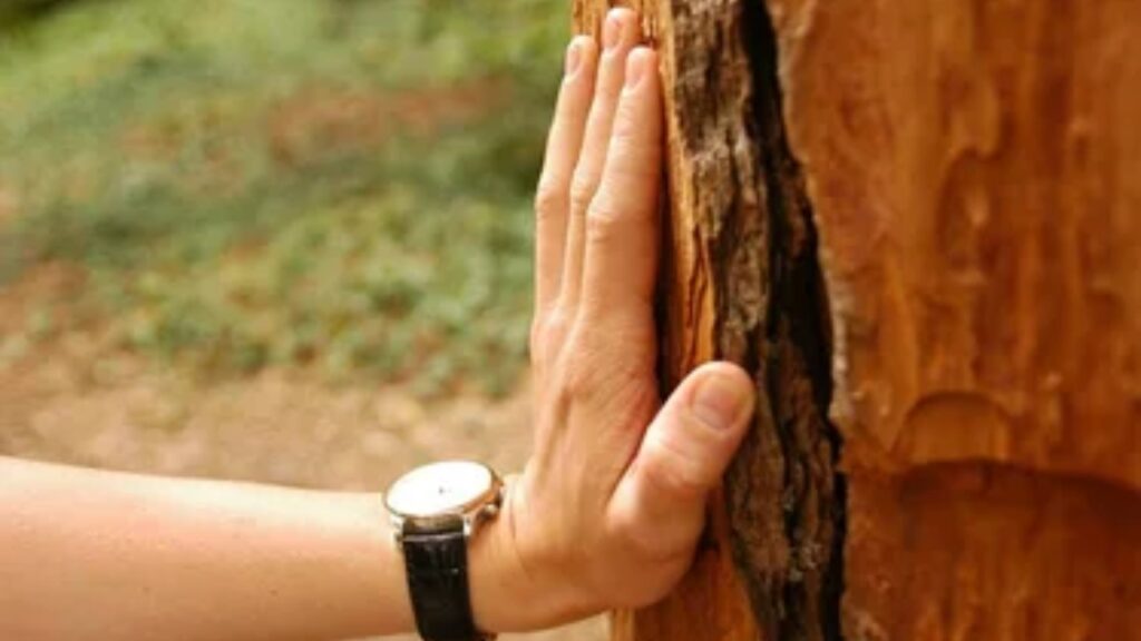 Why Do We Say “Touch Wood”?