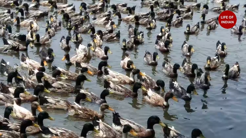 Duck Farming in Kerala 1