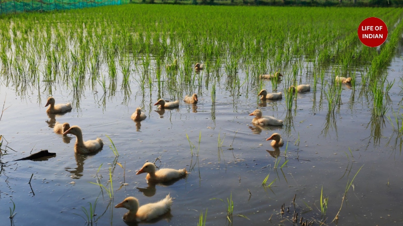 Duck Farming in Kerala 2
