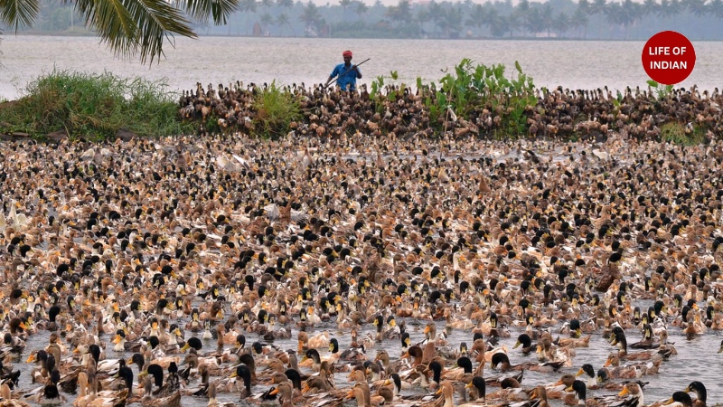 Duck Farming in Kerala 3