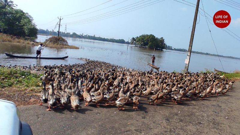 Duck Farming in Kerala 4