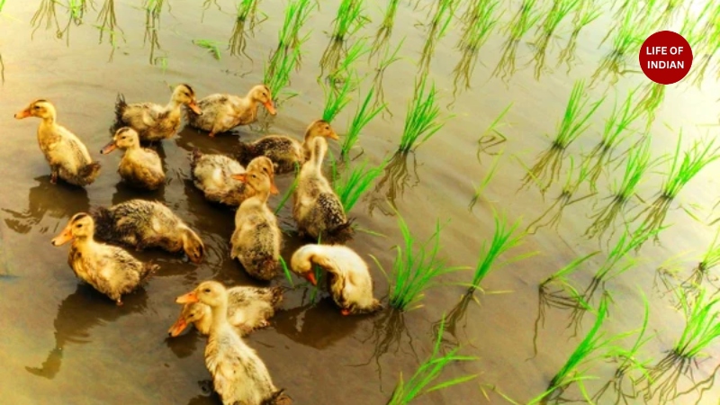 Duck Farming in Kerala 5