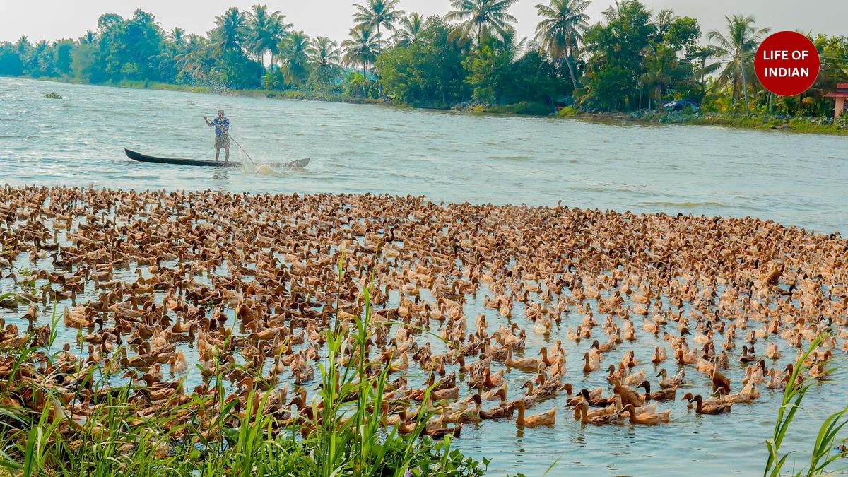 Duck Farming in Kerala