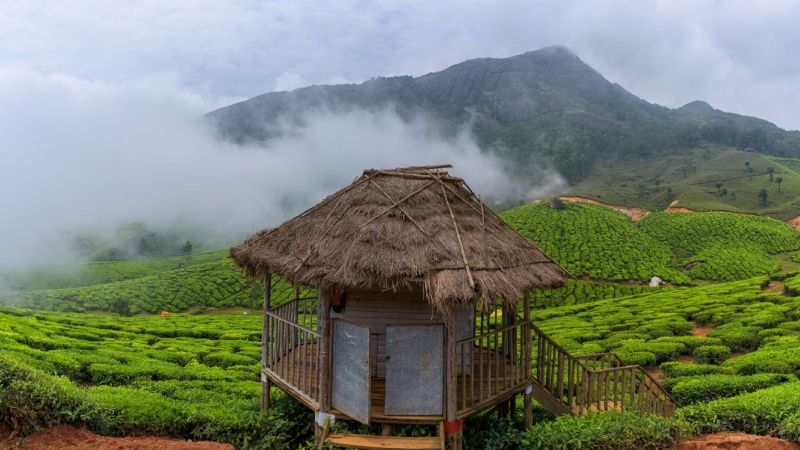 Kerala Worlds Highest Tea Gardens 3