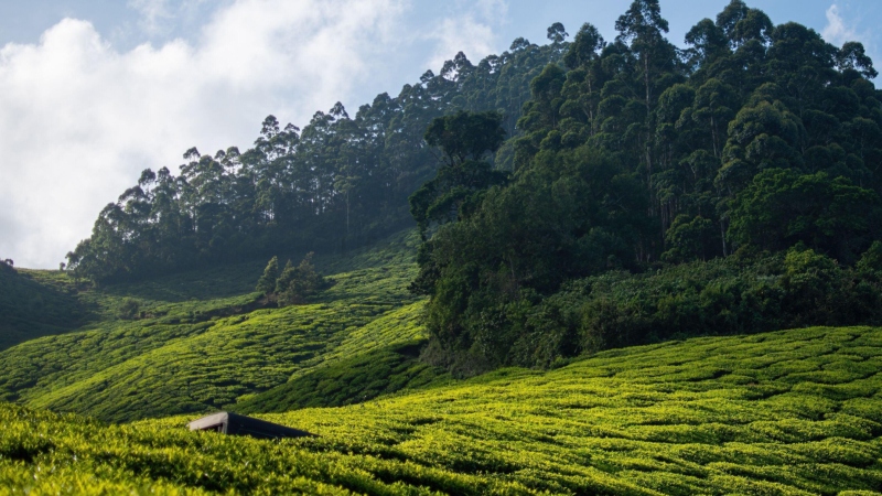 Kerala Worlds Highest Tea Gardens 6 2