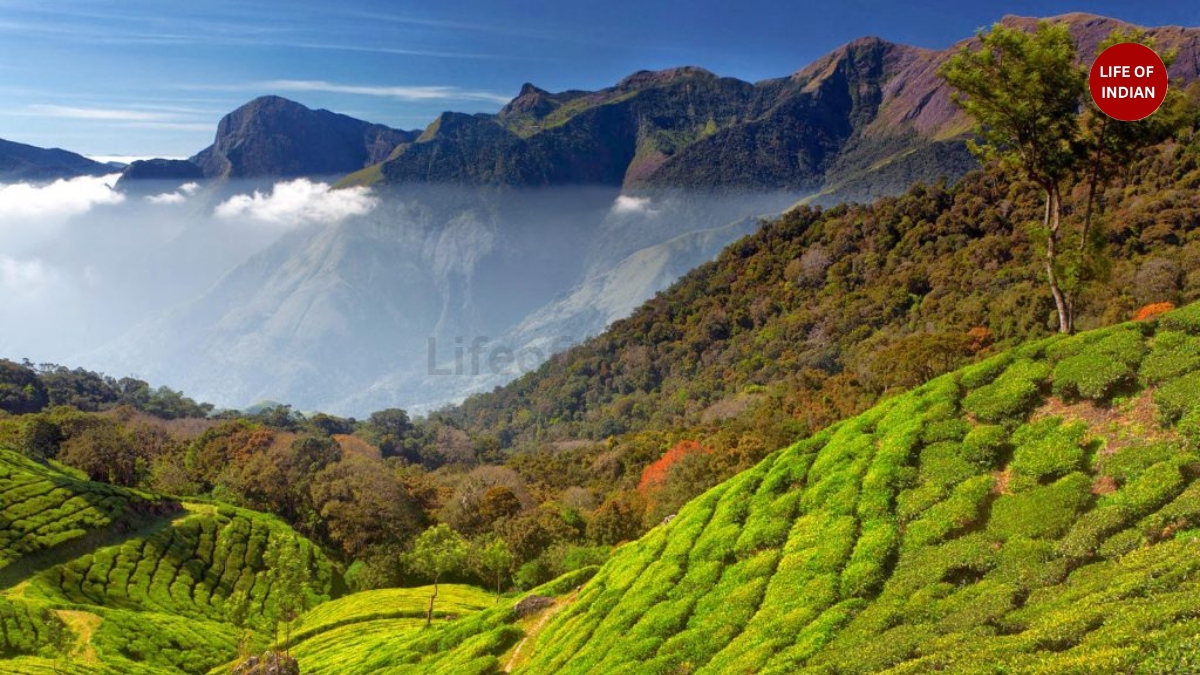 Kerala_ World’s Highest Tea Gardens